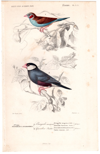 Bengall Chaffinch, Weaver Bird